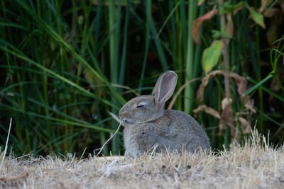 坐在干草上的灰兔